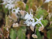 Creamy white flowers and attractive white mottled foliage